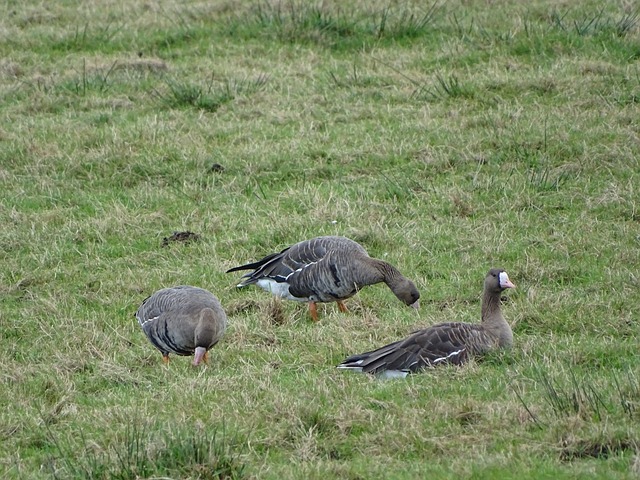 有取得突破 有取得突破