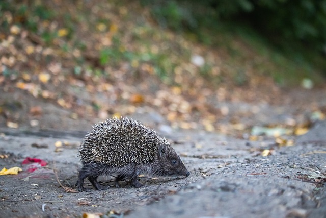 也用真正的 也用真正的